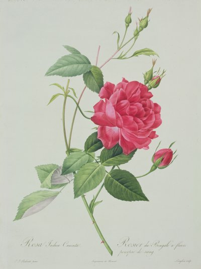 Rosa indica cruenta (blutrote Bengal-Rose), graviert von Langlois, aus 